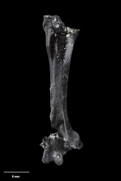 Merton's parrot. Holotype (right tarsometatarsus), S.052016, Te Papa. St Bathans. Image © Te Papa.