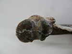 Maxwell's penguin. Holotype humerus, proximal end, in Geology Museum, University of Otago, registration number OU 22402. Waihao Valley, South Canterbury. Image © Used with permission, Geology Museum, University of Otago by Alan Tennyson.