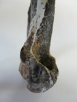 Maxwell's penguin. Holotype humerus, proximal end, in Geology Museum, University of Otago, registration number OU 22402. Waihao Valley, South Canterbury. Image © Used with permission, Geology Museum, University of Otago by Alan Tennyson.