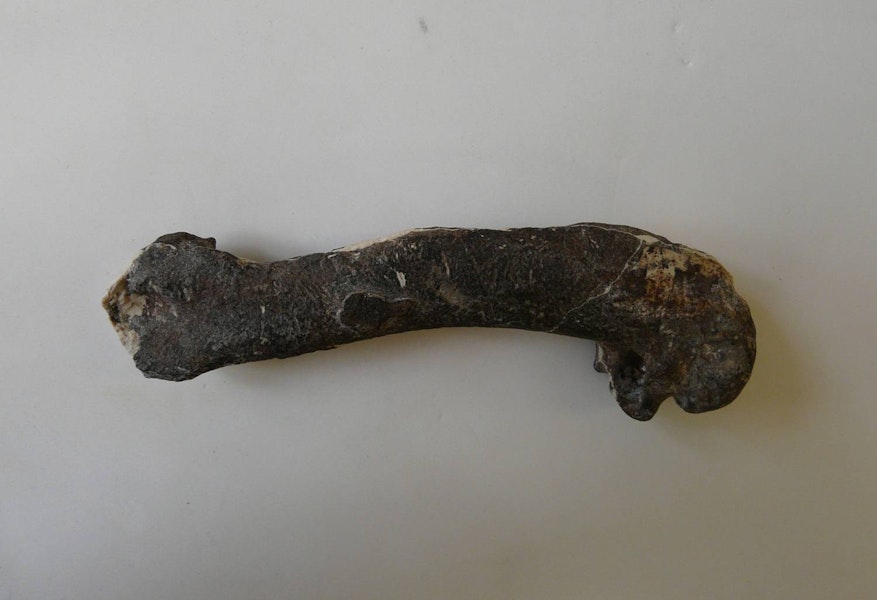 Maxwell's penguin. Holotype humerus in Geology Museum, University of Otago, registration number OU 22402. Waihao Valley, South Canterbury. Image © Used with permission, Geology Museum, University of Otago by Alan Tennyson.