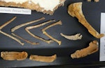 Waitaki penguin. Wing elements and coracoid of holotype in Geology Museum, University of Otago, registration number OU 12652, with fragments of other penguin specimens. Waihao Valley, South Canterbury. Image © Used with permission, Geology Museum, University of Otago by Alan Tennyson.