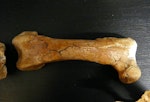 Waitaki penguin. Right femur of holotype in Geology Museum, University of Otago, registration number OU 12652. Waihao Valley, South Canterbury. Image © Used with permission, Geology Museum, University of Otago by Alan Tennyson.