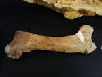 Waitaki penguin. Left femur of holotype in Geology Museum, University of Otago, registration number OU 12652. Waihao Valley, South Canterbury. Image © Used with permission, Geology Museum, University of Otago by Alan Tennyson.