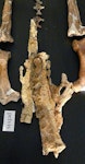 Grebneff's penguin. Pelvis of holotype in Geology Museum, University of Otago, registration number OU 22094. Image © Used with permission, Geology Museum, University of Otago by Alan Tennyson.