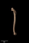 Scarlett's duck. Left humerus. Te Papa S.020758. Poukawa, Hawke's Bay. Image © Te Papa.