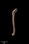 Scarlett's duck. Left humerus. Te Papa S.020758. Poukawa, Hawke's Bay. Image © Te Papa.