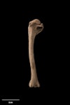 Scarlett's duck. Left humerus. Te Papa S.020758. Poukawa, Hawke's Bay. Image © Te Papa.