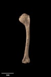 Scarlett's duck. Left humerus. Te Papa S.020758. Poukawa, Hawke's Bay. Image © Te Papa.