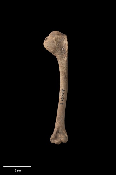 Scarlett's duck. Left humerus. Te Papa S.020758. Poukawa, Hawke's Bay. Image © Te Papa.