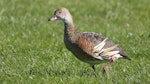 Plumed whistling duck. Adult. Napier, October 2014. Image © Gary Stone by Gary Stone.