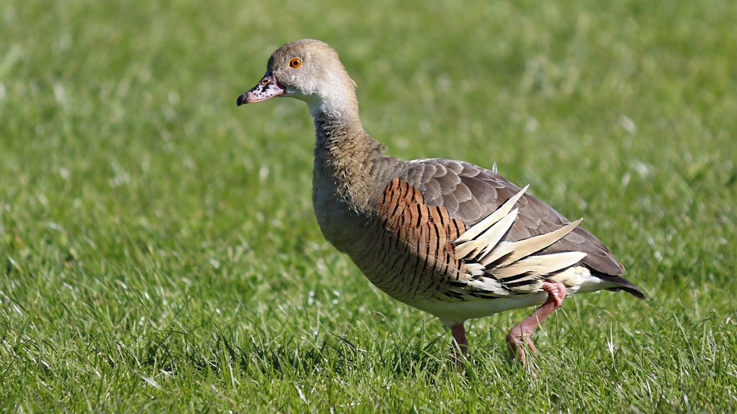 Plumed whistling duck. Adult. Napier, October 2014. Image © Gary Stone by Gary Stone.