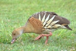 Plumed whistling duck. Adult grazing. Anderson Park, Napier, January 2016. Image © Oscar Thomas by Oscar Thomas.