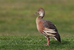 Plumed whistling duck. Adult standing on grass. Anderson Park, Taradale, Napier, August 2014. Image © Adam Clarke by Adam Clarke.