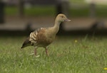 Plumed whistling duck. Adult. Anderson Park, Taradale, March 2016. Image © Cheryl Walton by Cheryl Walton.