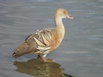 Plumed whistling duck. Adult. Anderson Park, Taradale, Napier, April 2016. Image © Graham Barwell by Graham Barwell.