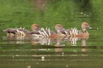 Plumed whistling duck. Three adults swimming. Anderson Park, Napier, December 2011. Image © Adam Clarke by Adam Clarke.