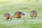 Plumed whistling duck. Adults feeding on mown lawn of an urban park. Napier, Hawke's Bay, October 2011. Image © Neil Fitzgerald by Neil Fitzgerald.