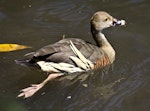 Plumed whistling duck. Adult swimming. Port Douglas, Queensland, Australia, August 2015. Image © Rebecca Bowater by Rebecca Bowater FPSNZ AFIAP.