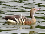 Plumed whistling duck. Adult swimming. Anderson Park, Napier, December 2016. Image © Scott Brooks (ourspot) by Scott Brooks.