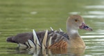 Plumed whistling duck. Adult swimming. Anderson Park, Napier, January 2016. Image © Oscar Thomas by Oscar Thomas.