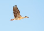 Plumed whistling duck. Adult in flight. Broome sewage works, Broome, Western Australia, August 2018. Image © Glenn Pure 2018 birdlifephotography.org.au by Glenn Pure.