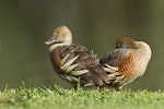 Plumed whistling duck. Adults. Napier, Hawke's Bay, October 2011. Image © Neil Fitzgerald by Neil Fitzgerald.