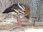 Plumed whistling duck. Adult foraging under tree. Anderson Park, Napier, December 2016. Image © Scott Brooks (ourspot) by Scott Brooks.