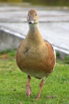 Plumed whistling duck. Adult front-on. Anderson Park, Napier, January 2016. Image © Oscar Thomas by Oscar Thomas.