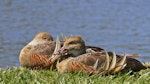 Plumed whistling duck. Two adults roosting. Napier, October 2014. Image © Gary Stone by Gary Stone.