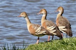 Plumed whistling duck. Three adults. Anderson Park, Napier, September 2011. Image © Dick Porter by Dick Porter.