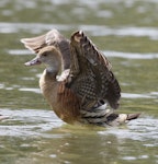 Plumed whistling duck. Bird with wings up, showing underwing. Napier, March 2013. Image © Phil Battley by Phil Battley.