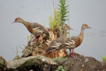 Plumed whistling duck. Three adults. Taradale, December 2011. Image © Imogen Warren by Imogen Warren.