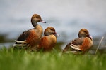 Plumed whistling duck. Three adults. Anderson Park, Napier, December 2011. Image © Craig Steed by Craig Steed.