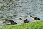 Plumed whistling duck. Three adults. Anderson Park, Napier, October 2011. Image © Graeme Taylor by Graeme Taylor.