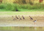 Plumed whistling duck. Flock of five. Near Woodville, March 2007. Image © Alex Scott by Alex Scott.