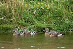 Plumed whistling duck. Four adults. Near Woodville, February 2007. Image © Alex Scott by Alex Scott.