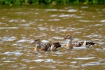 Plumed whistling duck. Two adults. Near Woodville, February 2007. Image © Alex Scott by Alex Scott.