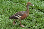 Plumed whistling duck. Adult. Cairns, Queensland, Australia, August 2010. Image © Andrew Thomas by Andrew Thomas.