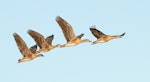 Plumed whistling duck. Four adults in flight. Broome sewage works, Broome, Western Australia, August 2018. Image © Glenn Pure 2018 birdlifephotography.org.au by Glenn Pure.