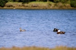 Plumed whistling duck. Solitary adult on lagoon, with a pair of paradise shelducks. Tawharanui Regional Park, North Auckland, May 2006. Image © Dylan van Winkel by Dylan van Winkel.