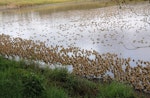 Plumed whistling duck. Dense flock. Hasties Swamp, Atherton Tableland, Queensland, August 2016. Image © Ian Armitage by Ian Armitage.