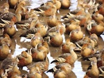 Plumed whistling duck. Dense flock. Hasties Swamp, Atherton Tableland, Queensland, August 2016. Image © Ian Armitage by Ian Armitage.