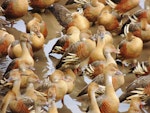 Plumed whistling duck. Dense flock. Hasties Swamp, Atherton Tableland, Queensland, August 2016. Image © Ian Armitage by Ian Armitage.