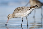 Bar-tailed godwit | Kuaka. Non-breeding adult feeding. Warrington Beach, Otago, October 2006. Image © Craig McKenzie by Craig McKenzie.