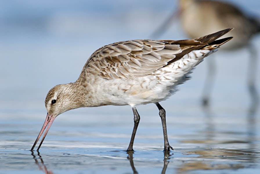 Bar-tailed godwit | Kuaka. Non-breeding adult feeding. Warrington Beach, Otago, October 2006. Image © Craig McKenzie by Craig McKenzie.