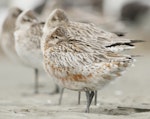 Bar-tailed godwit | Kuaka. Pale adult male probably coming into breeding plumage. A pale male adult godwit in breeding plumages. Birds breeding in the Yukon-Kuskokwim Delta region of Alaska are paler than those that breed further north. Manawatu River estuary, March 2012. Image © Phil Battley by Phil Battley.