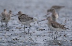 Bar-tailed godwit | Kuaka. Overwintering juveniles. Avon-Heathcote estuary, June 2023. Image © Ben Ackerley by Ben Ackerley.