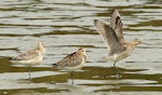 Bar-tailed godwit | Kuaka. Non-breeding adult (right) showing underwing. Wanganui, November 2009. Image © Ormond Torr by Ormond Torr.