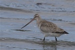 Bar-tailed godwit | Kuaka. Non-breeding adult wading. Avon-Heathcote estuary, March 2014. Image © Steve Attwood by Steve Attwood.