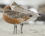 Bar-tailed godwit | Kuaka. Dark adult male in pre-breeding moult. Such extensive prebreeding moult is typical of males that breed in northern Alaska. Manawatu River estuary, March 2012. Image © Phil Battley by Phil Battley.